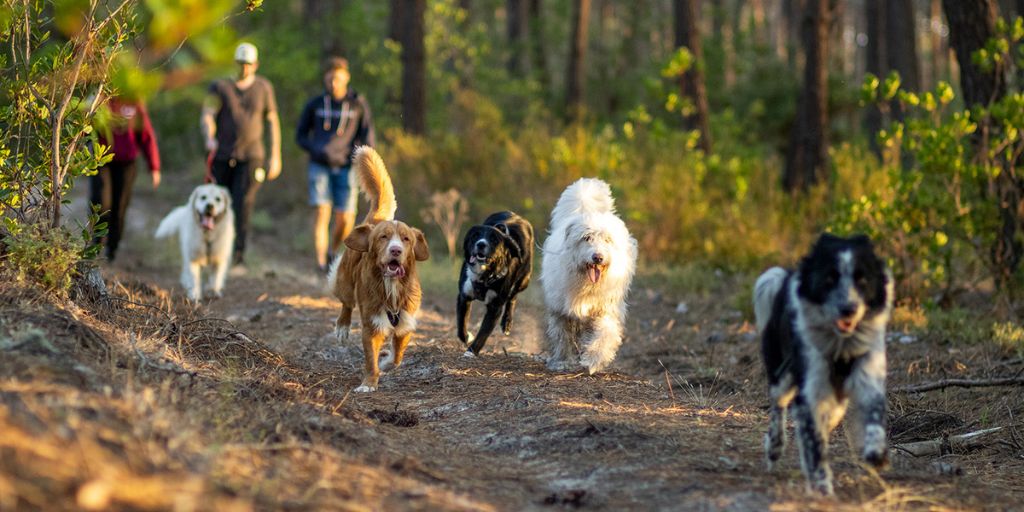 Que faire au lac d'Hourtin Carcans avec son chien ?