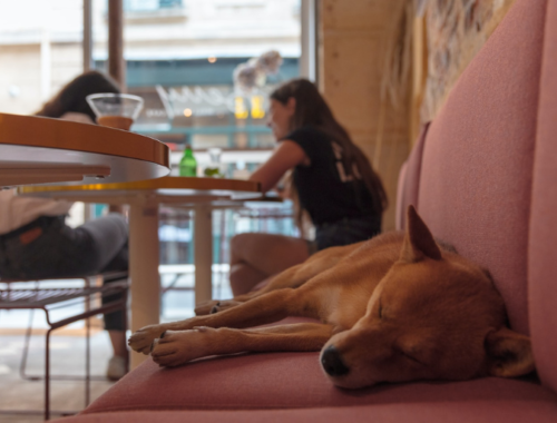 Café pour travailler Bordeaux avec son chien