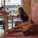 Café pour travailler Bordeaux avec son chien