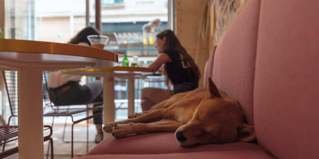 Cafe pour travailler Bordeaux dog friendly