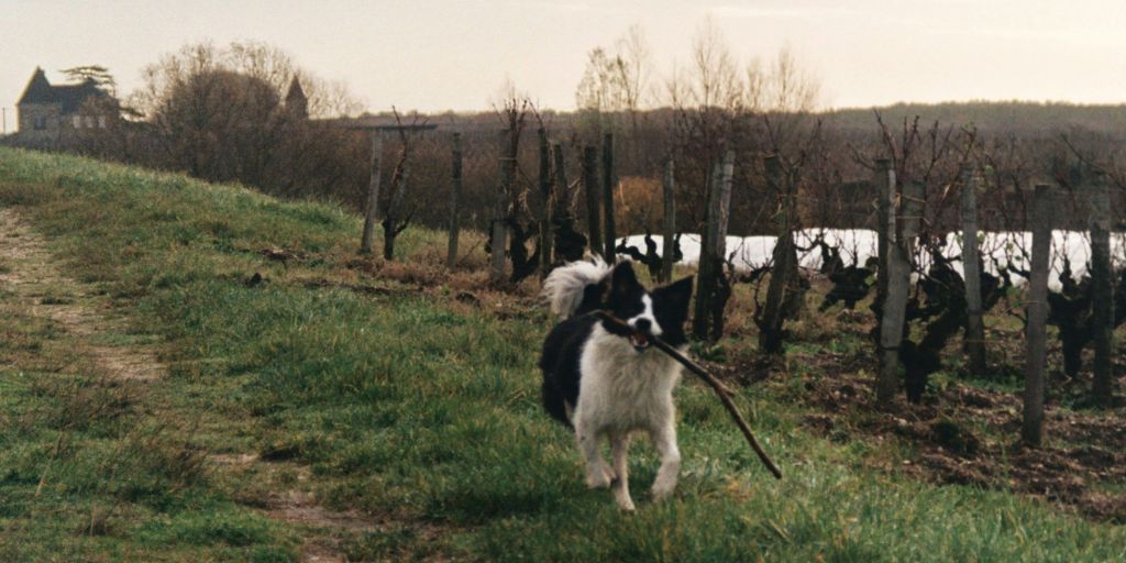 Vignes où promener son chien à Bordeaux