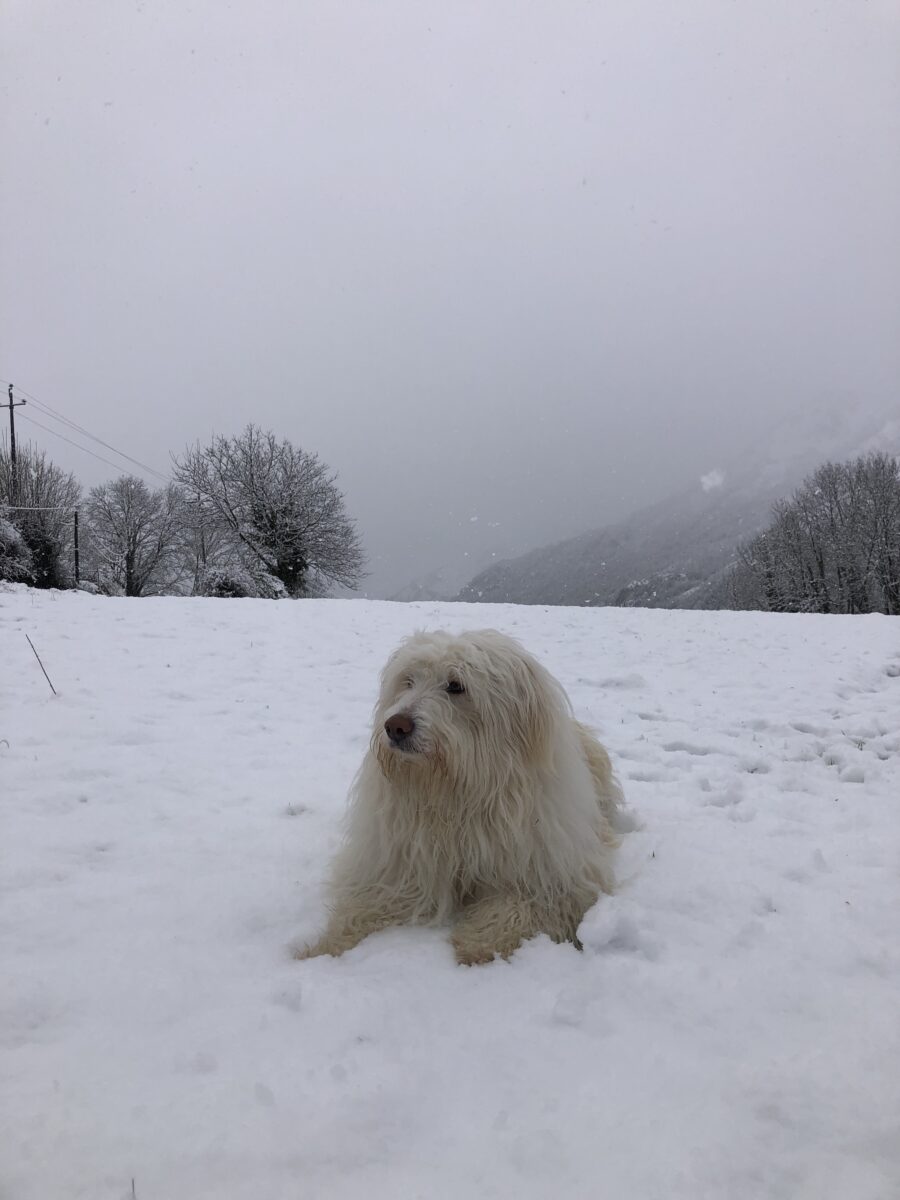 Neige à Laruns