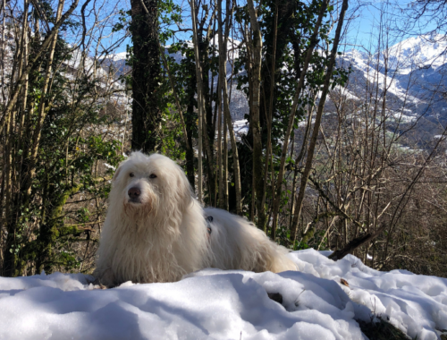 3 randonnées dans les Pyrénées avec son chien