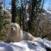 3 randonnées dans les Pyrénées avec son chien