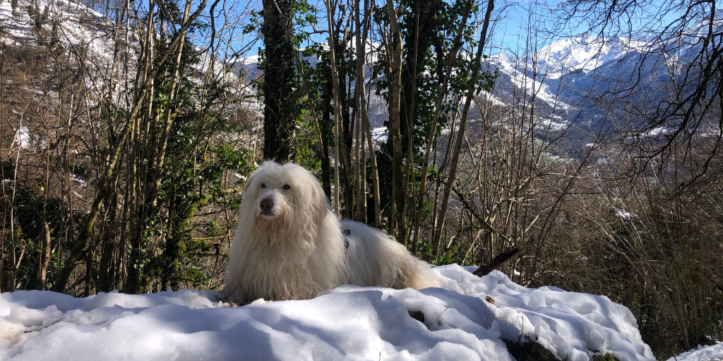 3 randonnées dans les Pyrénées avec son chien