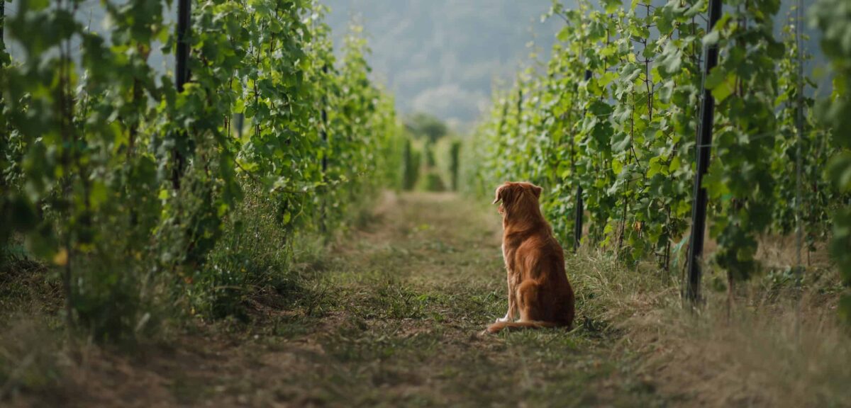 Promener son chien dans les vignes