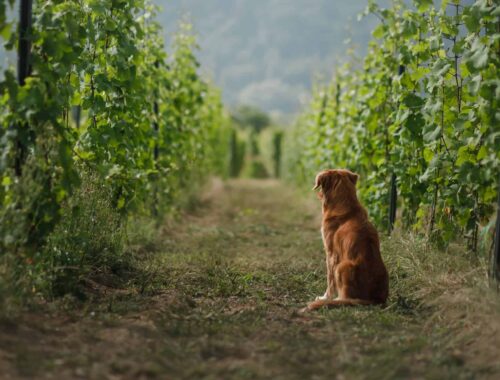 Chien dans des vignes