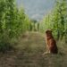 Chien dans des vignes