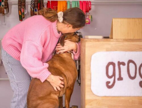 Grogne, le 1er dogshop itinérant de Gironde