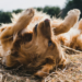 Cani paradis centre aéré pour chien