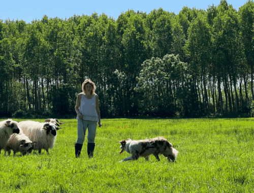 Chien de troupeau Médoc Laine