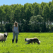 Chien de troupeau Médoc Laine