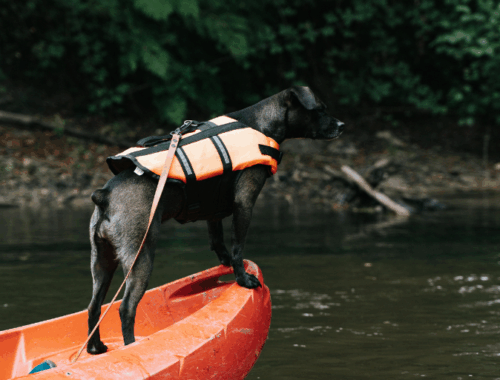 DogSquad Gironde : courant sauvage