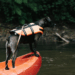 DogSquad Gironde : courant sauvage