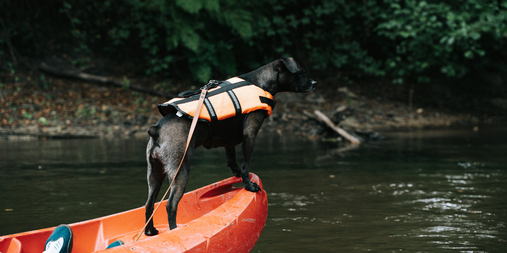 DogSquad Gironde : courant sauvage
