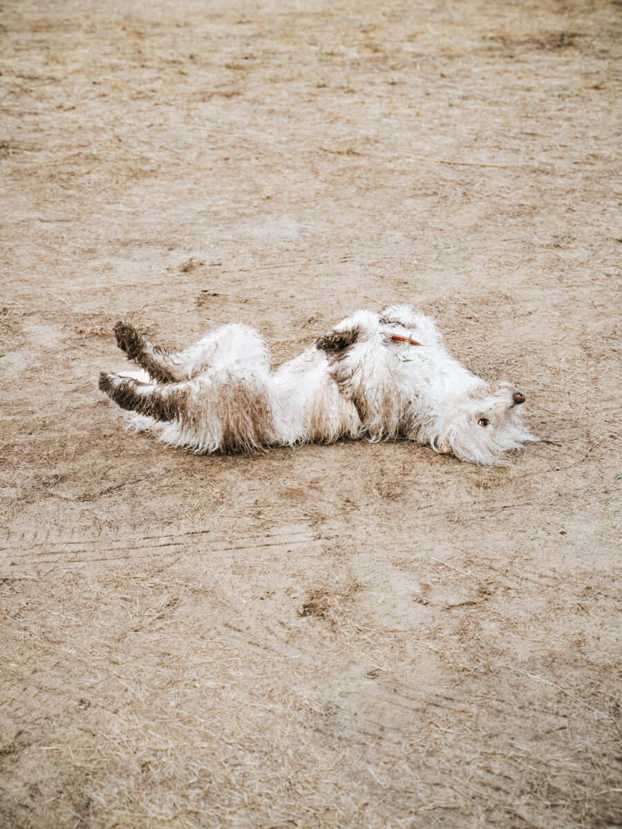 Scratch les pattes en l'air