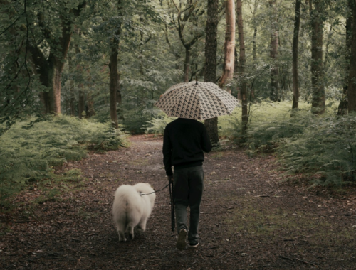 Que faire à Bordeaux avec son chien quand il pleut