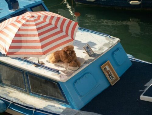 Plages bassin d'arcachon chien