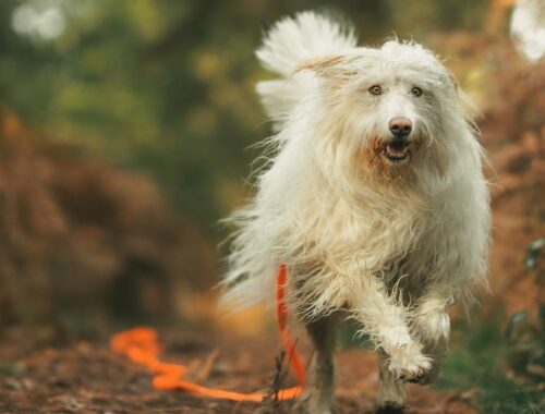 Chien sans laisse en forêt
