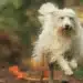 chien sans laisse foret