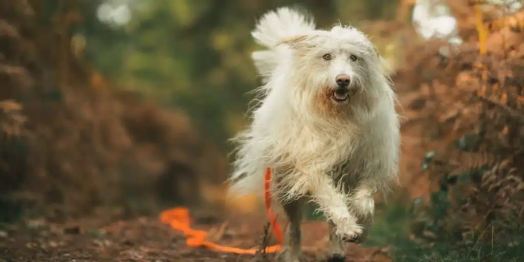 chien sans laisse foret